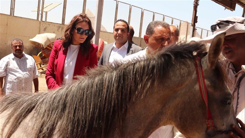 الجيزة تبدأ تكويد خيول وجمال الأهرامات إلكترونيًا وتُركّب 104 شرائح