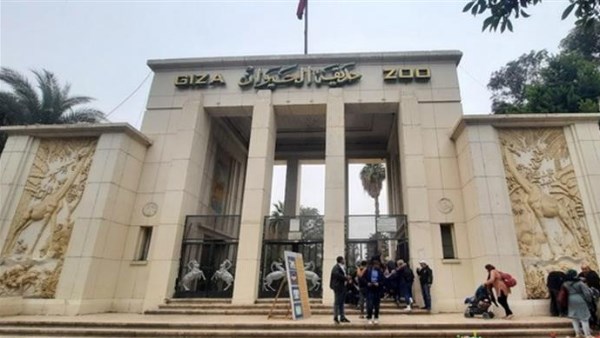 حديقة الحيوان بالجيزة تستعد لاستقبال 4 أسود و3 نمور ضمن خطة التطوير