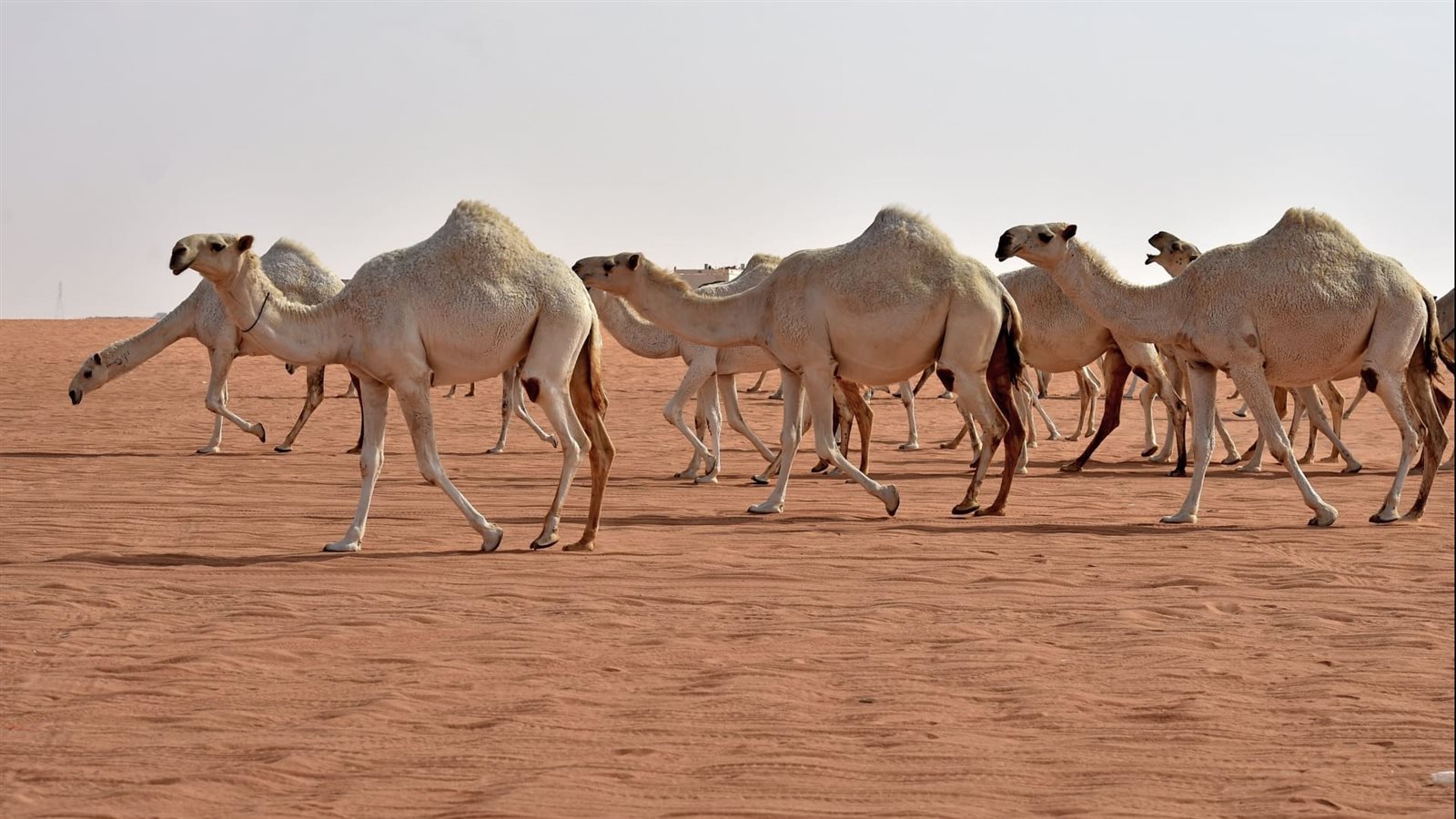 دار الإفتاء: مسابقات الخيل والبغال والحمير والإبل جائزة بضوابط