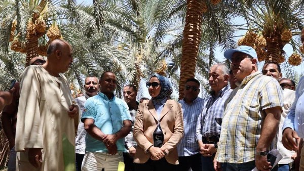 محافظ الوادي الجديد تشهد حصاد تمور البرحي بمزارع وزارة الزراعة في شرق العوينات