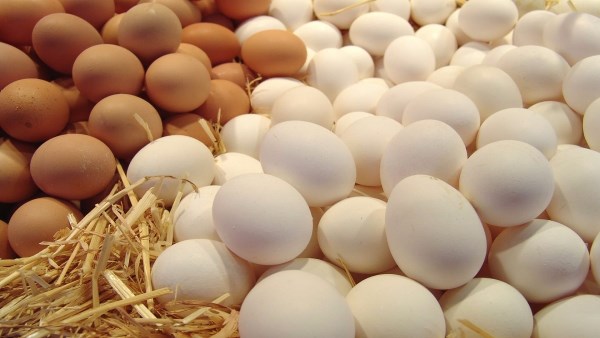 مصر تتفاوض لتصدير البيض البلدي إلى ألمانيا للمرة الأولى