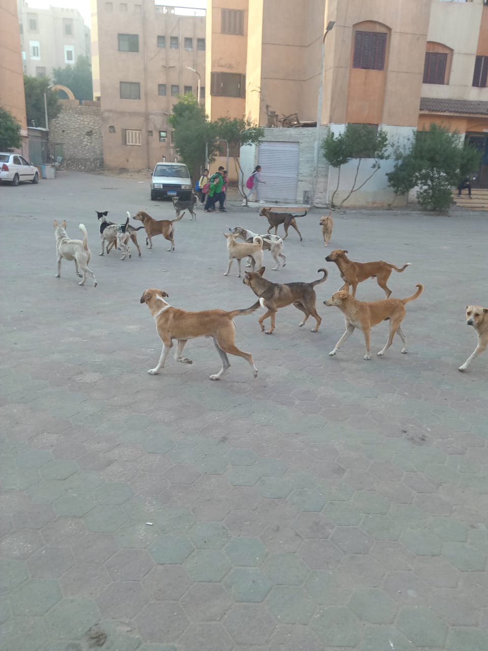 عقوبه الترهيب بالكلاب الضاله من سنه إلى مؤبد