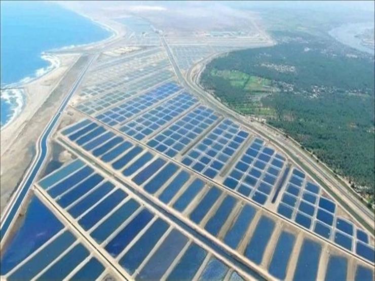 الوطنية للثروة السمكية: مشروع الفيروز مقام على مساحة 26 ألف فدان