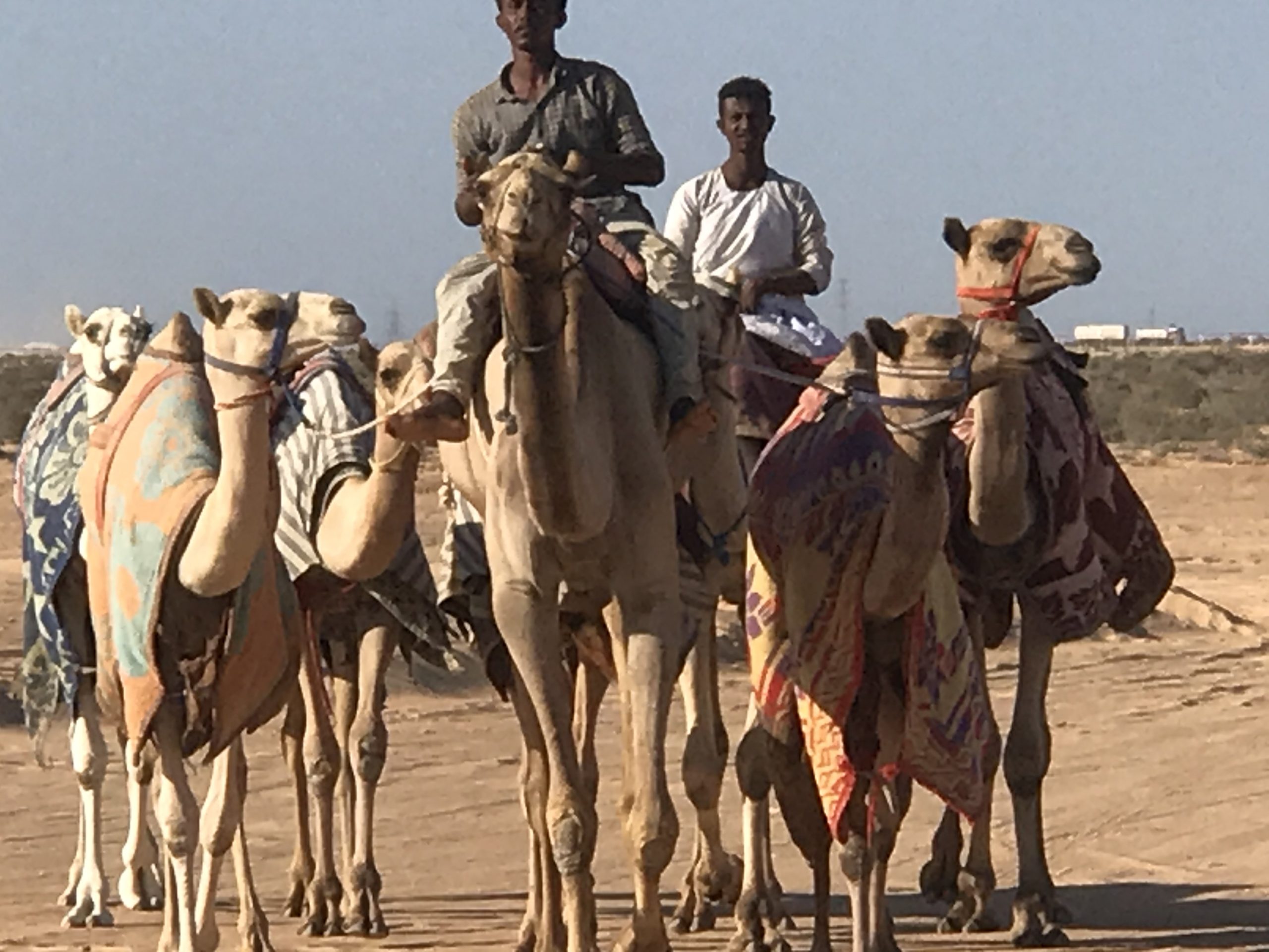 إنطلاق فعاليات مهرجان سباق الهجن بمدينة العلمين