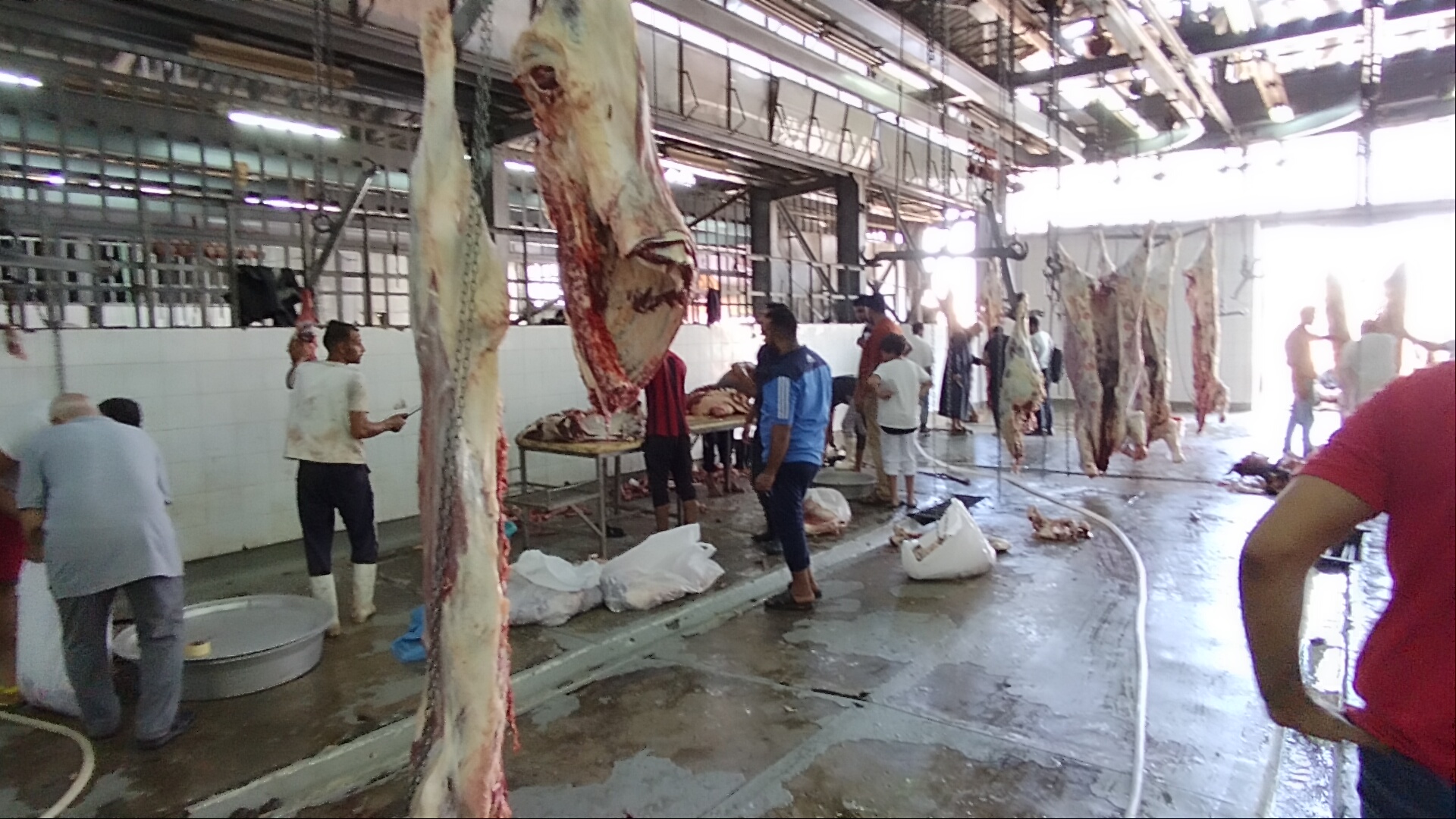استعدادا لاستقبال عيد الأضحى.. الخدمات البيطرية توفر مستلزمات عمليات الذبح بالمجازر