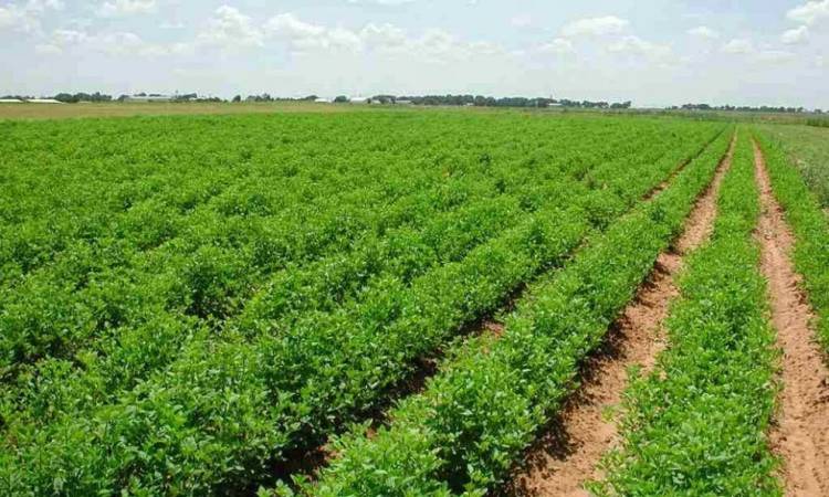 مصر تنفذ ثاني أكبر مشروع في تاريخها لإنقاذ البلاد