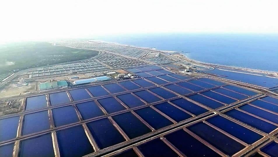 جهاز حماية وتنمية البحيرات والثروة السمكية ينفي شائعات وجود أمراض خطيرة بأسماك المزارع المصرية ويؤكد سلامة المنتج السمكي