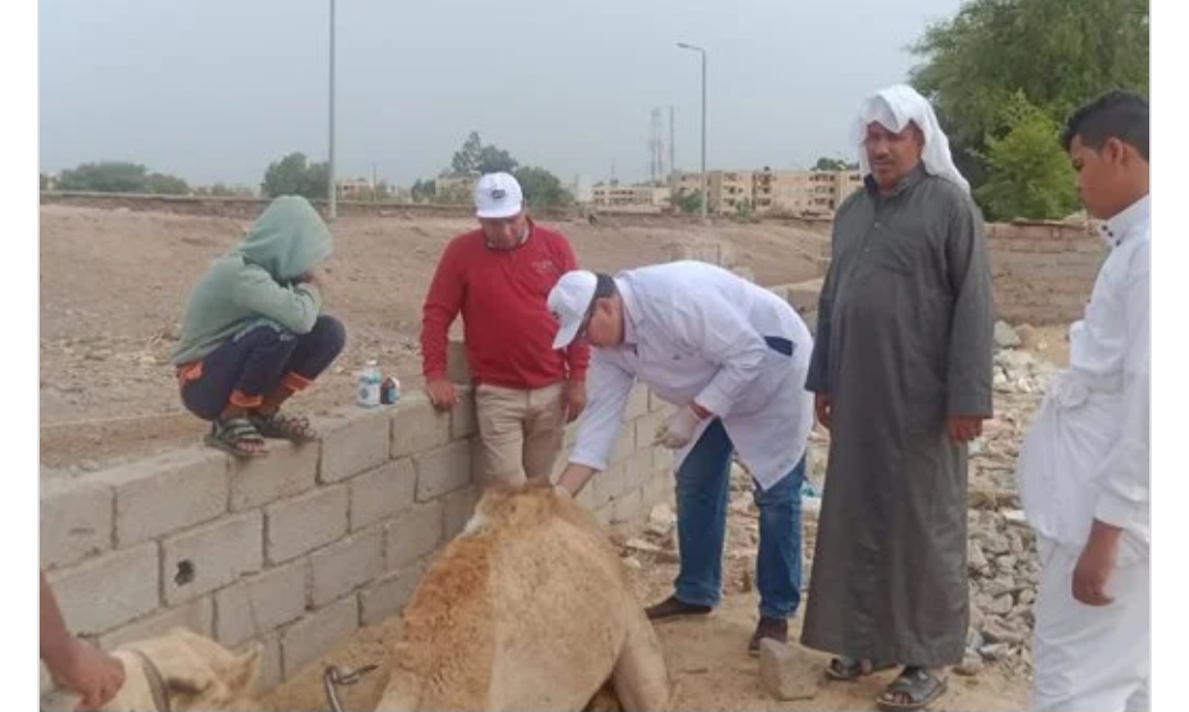 بحوث الصحراء: فحص مجموعة من الأبل فى نويبع على هامش مهرجان الهجن