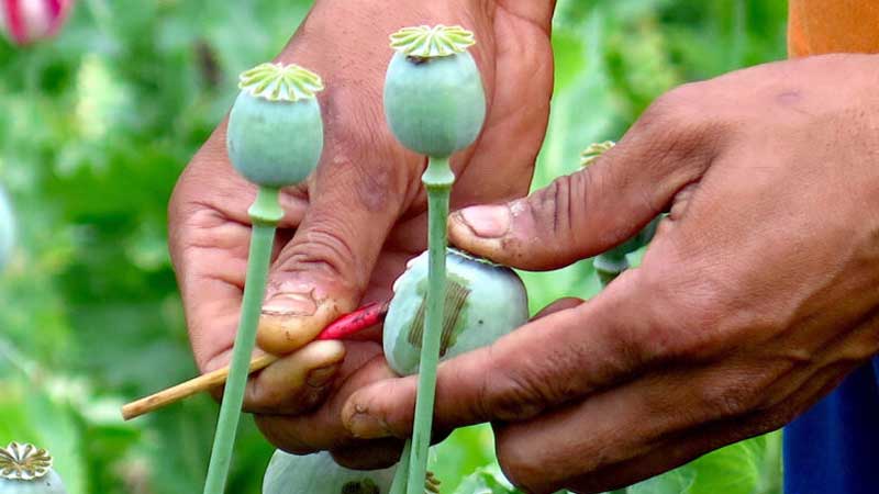 دولة جديدة تنتزع لقب "أكبر منتج للأفيون في العالم"