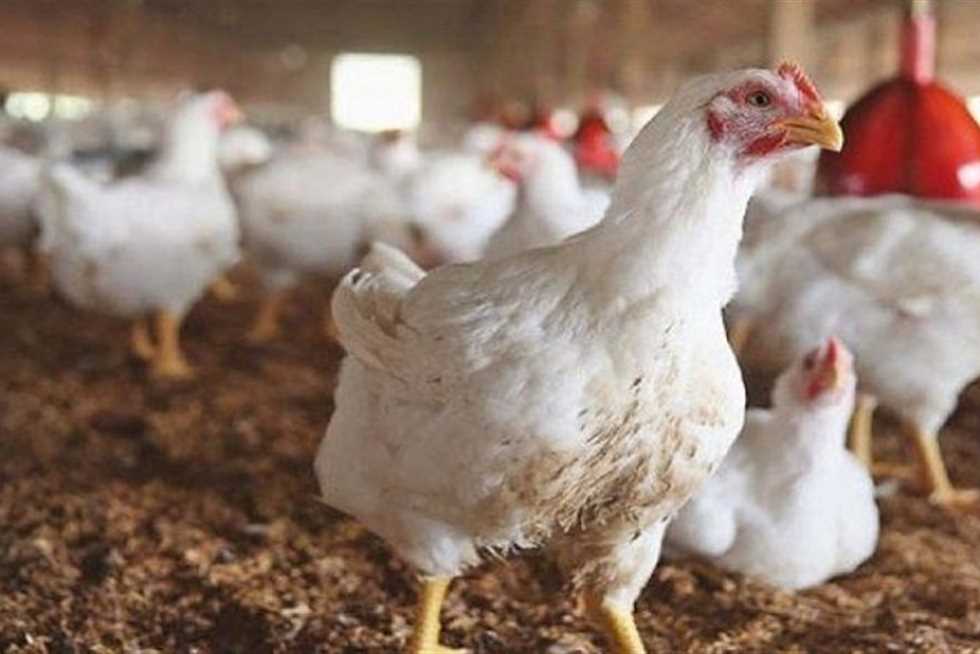 ارتفاع كبير في أسعار الدواجن اليوم الجمعة 9-2-2024