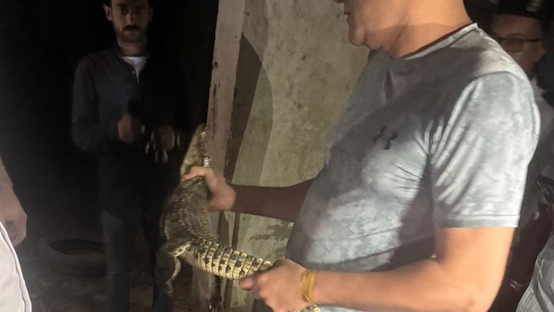 تمساح نيلي يفاجئ سكان حدائق الأهرام.. تدخل سريع من الأجهزة المختصة