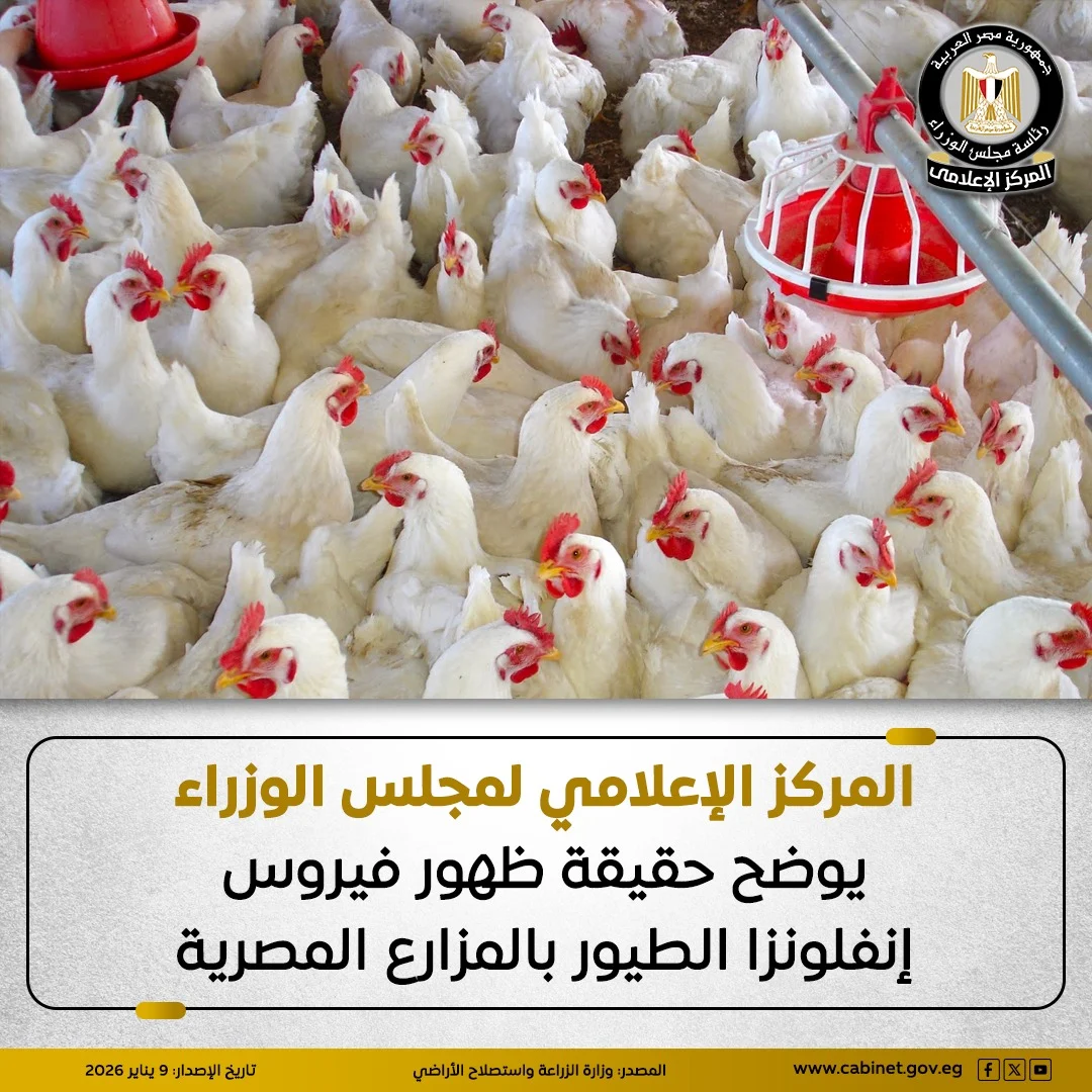 مجلس الوزراء ينفي شائعات أنفلونزا الطيور: الوضع الصحي مستقر وارتفاع الأسعار موسمي