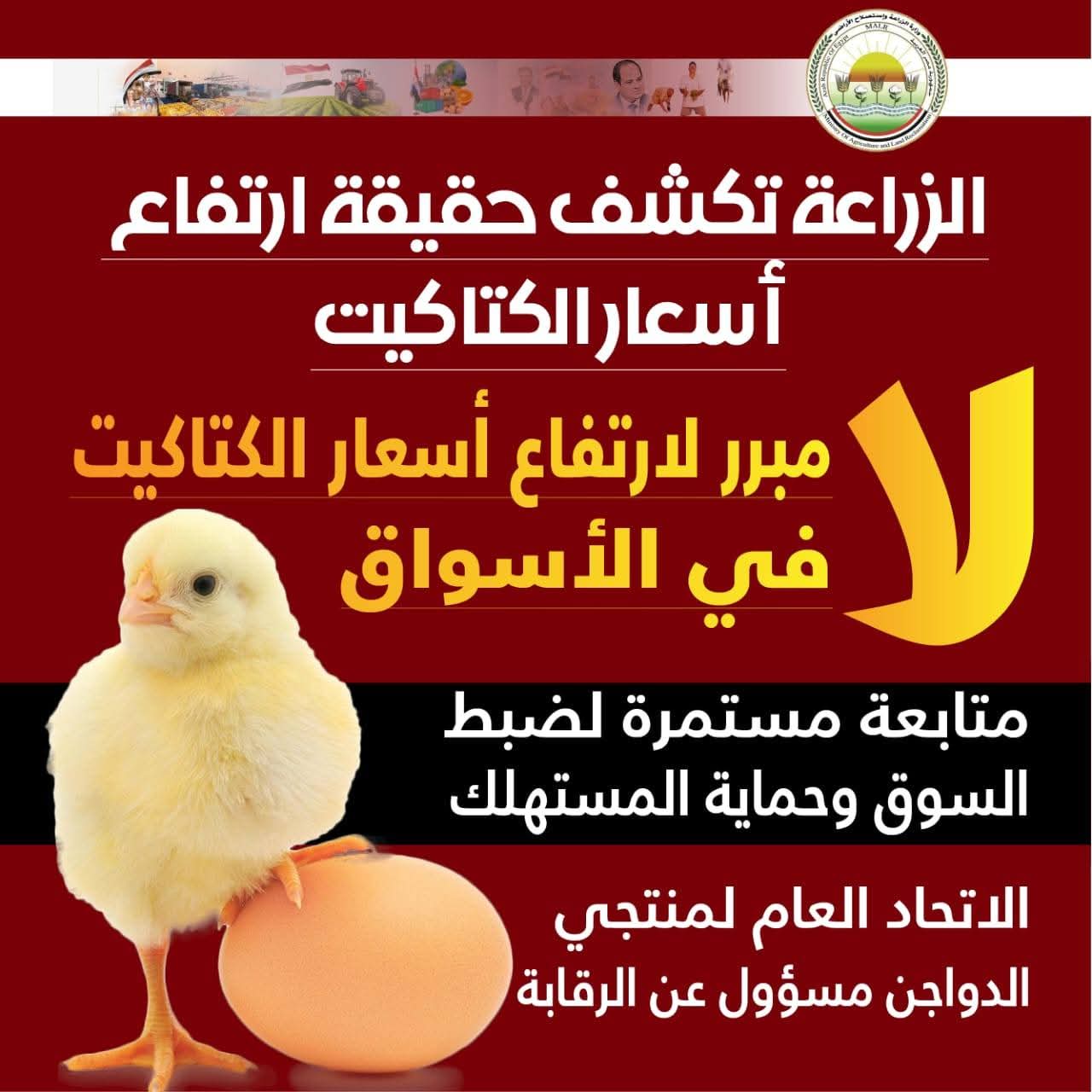 📌 الزراعة: ليس هناك مبرر لارتفاع أسعار الكتاكيت في الأسواق