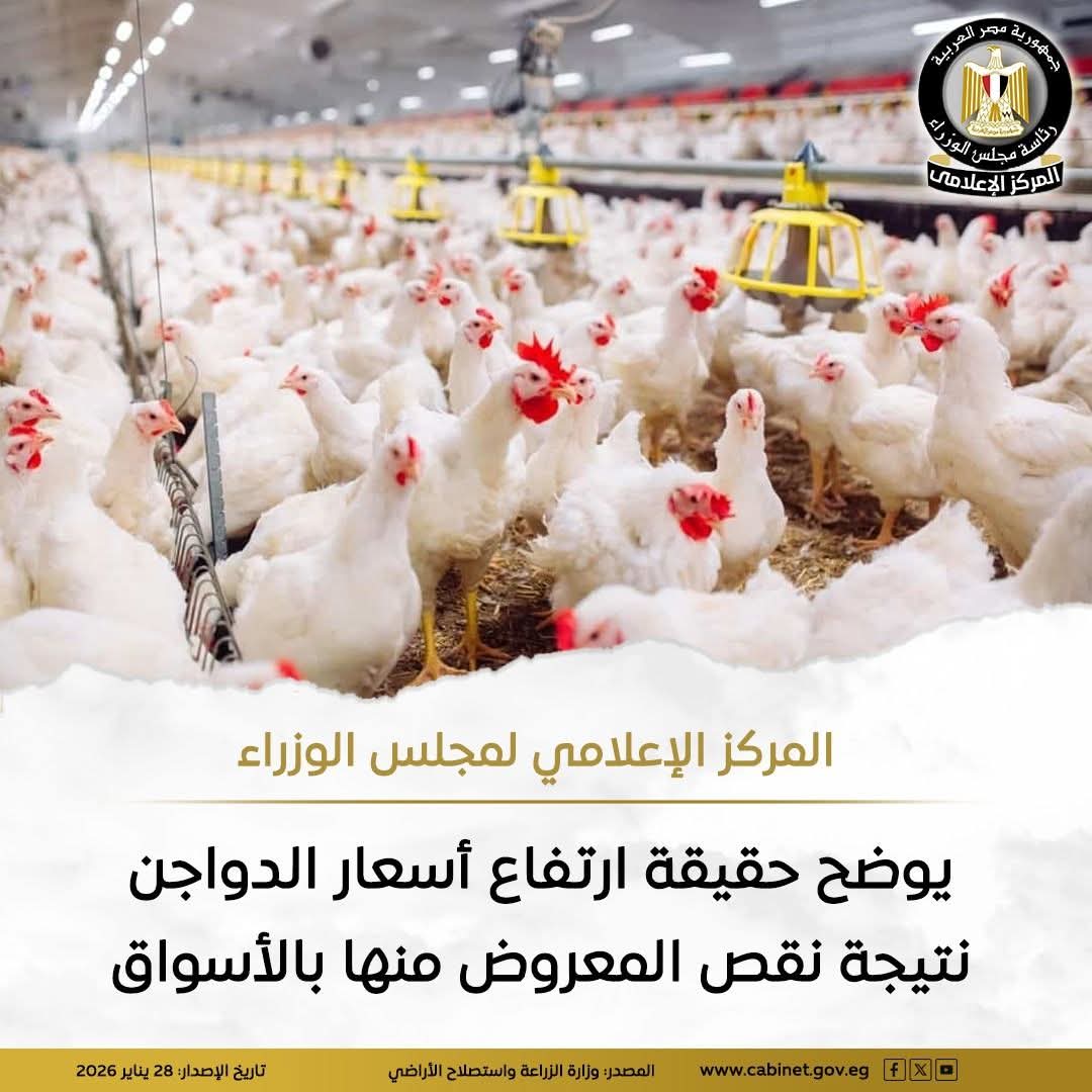 مجلس الوزراء ينفي نقص الدواجن ويؤكد استقرار الأسعار رغم زيادة الطلب الموسمي