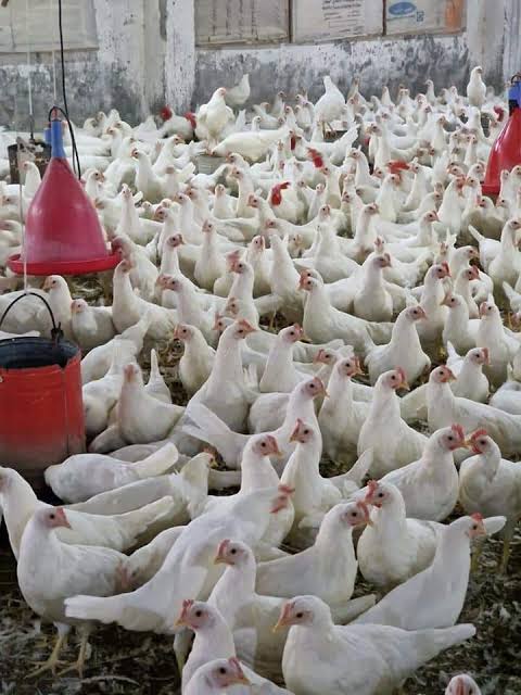 فائض في الدواجن والبيض بمصر.. واتحاد المنتجين: الأسعار أقل من التكلفة
