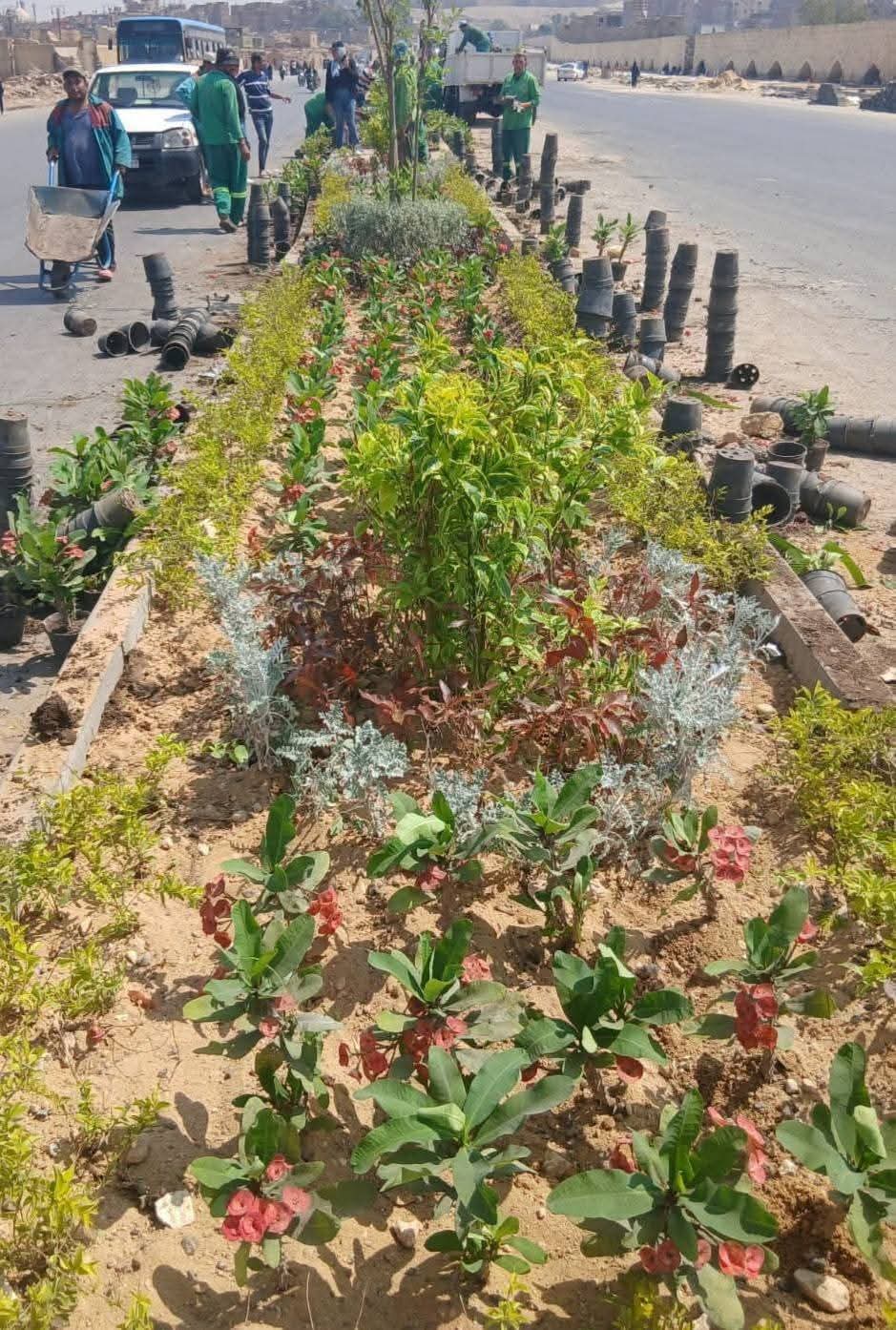 وزيرة التنمية المحلية والبيئة تعلن الانتهاء من تنفيذ المرحلة الرابعة من المبادرة الرئاسية "100 مليون شجرة" بالمحافظات والطريق الدائري حول القاهرة الكبرى