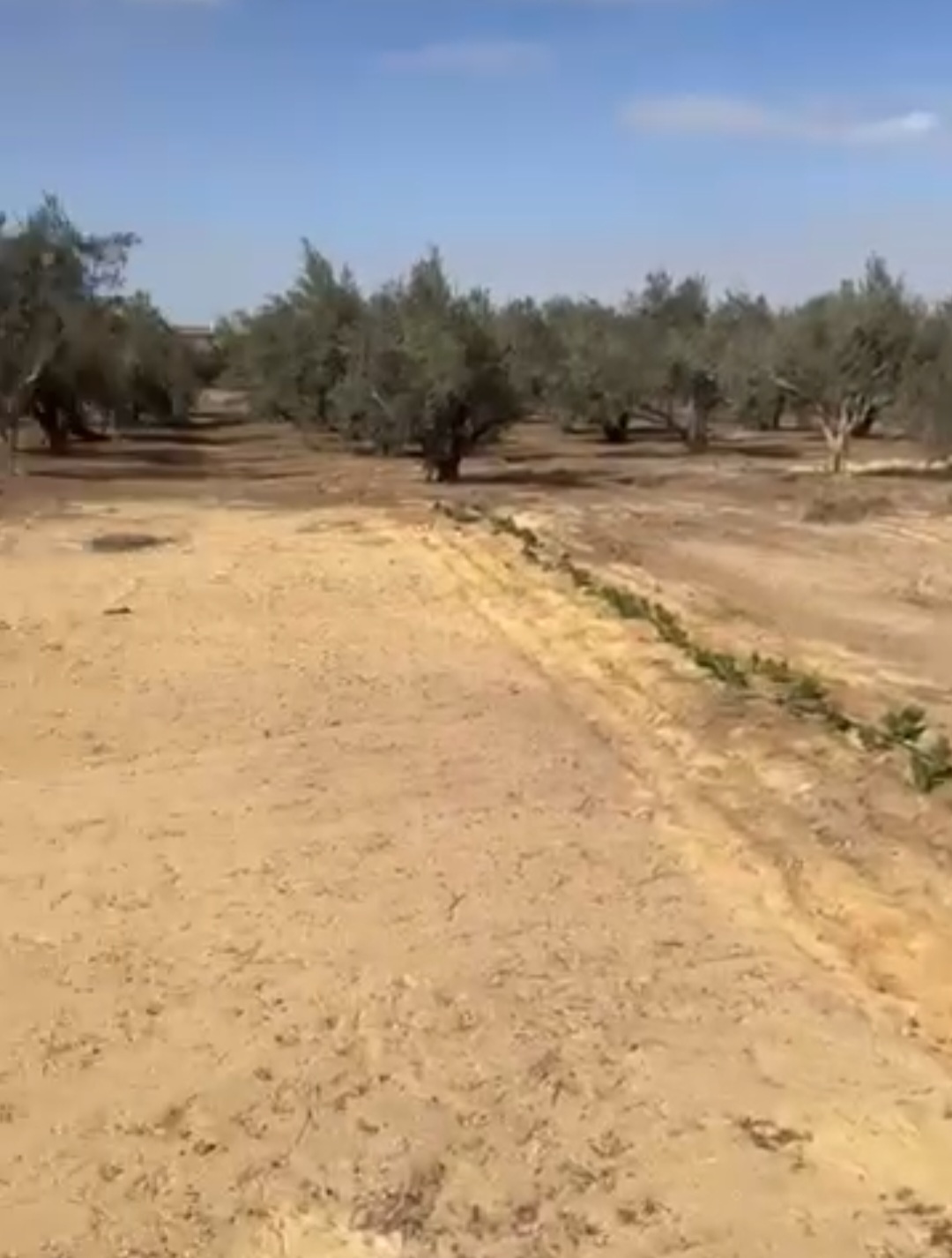 مخالفات وتعديات تهدد الاستثمار الزراعي والأمن الغذائي داخل جمعية أحمد عرابي بمدينة العبور